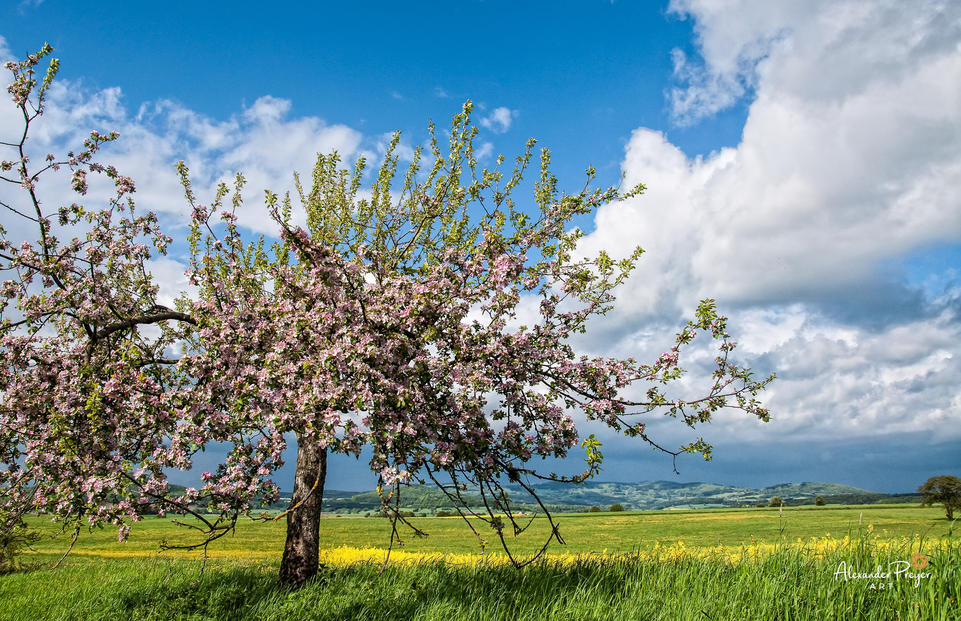 Blühender Apfelbaum in der Rhön